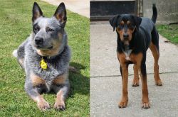 Queensland Heeler vs Hungarian Hound - Breed Comparison