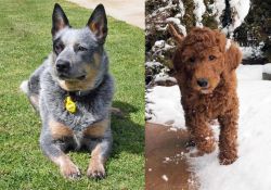 Queensland Heeler vs Irish Doodles - Breed Comparison