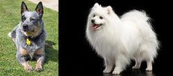 Queensland Heeler vs Japanese Spitz - Breed Comparison