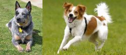 Queensland Heeler vs Kromfohrlander - Breed Comparison