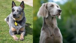 Queensland Heeler vs Longhaired Weimaraner - Breed Comparison