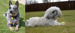 Queensland Heeler vs Mal-Shi - Breed Comparison