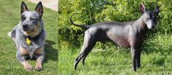 Queensland Heeler vs Peruvian Hairless - Breed Comparison
