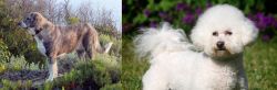 Rafeiro do Alentejo vs Bichon Frise - Breed Comparison