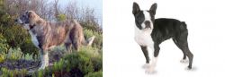 Rafeiro do Alentejo vs Boston Terrier - Breed Comparison