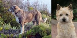 Rafeiro do Alentejo vs Cairn Terrier - Breed Comparison