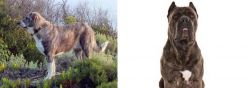 Rafeiro do Alentejo vs Cane Corso - Breed Comparison