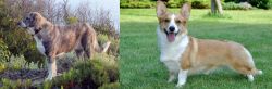 Rafeiro do Alentejo vs Cardigan Welsh Corgi - Breed Comparison