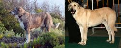 Rafeiro do Alentejo vs Central Anatolian Shepherd - Breed Comparison