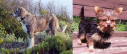 Rafeiro do Alentejo vs Chorkie - Breed Comparison