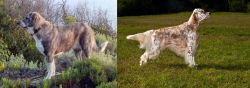 Rafeiro do Alentejo vs English Setter - Breed Comparison