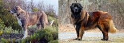 Rafeiro do Alentejo vs Estrela Mountain Dog - Breed Comparison