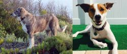 Rafeiro do Alentejo vs Feist - Breed Comparison