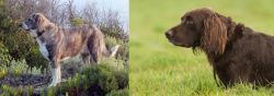 Rafeiro do Alentejo vs German Longhaired Pointer - Breed Comparison