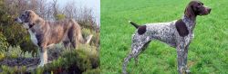 Rafeiro do Alentejo vs German Shorthaired Pointer - Breed Comparison