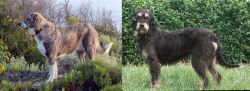 Rafeiro do Alentejo vs Griffon Nivernais - Breed Comparison