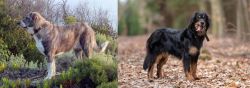 Rafeiro do Alentejo vs Hovawart - Breed Comparison