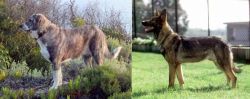 Rafeiro do Alentejo vs Kunming Dog - Breed Comparison