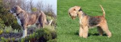 Rafeiro do Alentejo vs Lakeland Terrier - Breed Comparison