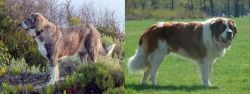 Rafeiro do Alentejo vs Moscow Watchdog - Breed Comparison