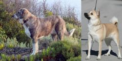 Rafeiro do Alentejo vs Norwegian Buhund - Breed Comparison