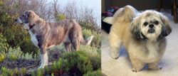 Rafeiro do Alentejo vs PekePoo - Breed Comparison