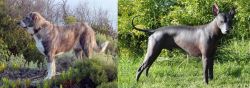 Rafeiro do Alentejo vs Peruvian Hairless - Breed Comparison