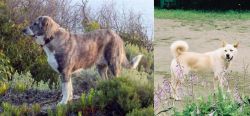 Rafeiro do Alentejo vs Pungsan Dog - Breed Comparison