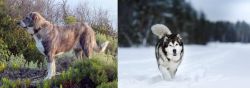 Rafeiro do Alentejo vs Siberian Husky - Breed Comparison