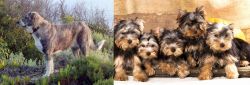 Rafeiro do Alentejo vs Yorkshire Terrier - Breed Comparison