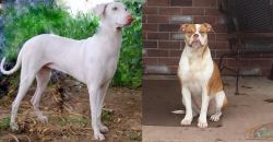 Rajapalayam vs Alapaha Blue Blood Bulldog - Breed Comparison