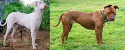 Rajapalayam vs American Pit Bull Terrier - Breed Comparison