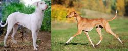 Rajapalayam vs Azawakh - Breed Comparison