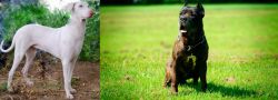 Rajapalayam vs Bandog - Breed Comparison