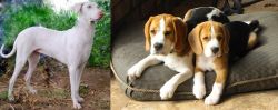 Rajapalayam vs Beagle - Breed Comparison