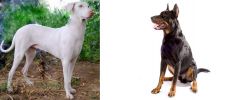 Rajapalayam vs Beauceron - Breed Comparison