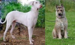 Rajapalayam vs Belgian Shepherd Dog (Laekenois) - Breed Comparison