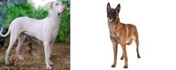 Rajapalayam vs Belgian Shepherd Dog (Malinois) - Breed Comparison