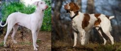 Rajapalayam vs Brittany - Breed Comparison