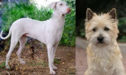 Rajapalayam vs Cairn Terrier - Breed Comparison