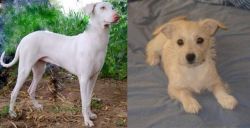 Rajapalayam vs Chipoo - Breed Comparison