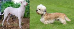Rajapalayam vs Dandie Dinmont Terrier - Breed Comparison