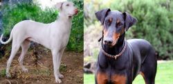 Rajapalayam vs Doberman Pinscher - Breed Comparison