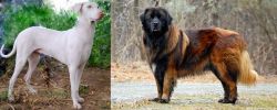 Rajapalayam vs Estrela Mountain Dog - Breed Comparison