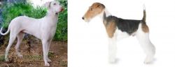 Rajapalayam vs Fox Terrier - Breed Comparison