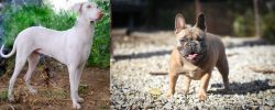 Rajapalayam vs French Bulldog - Breed Comparison