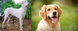 Rajapalayam vs Golden Retriever - Breed Comparison
