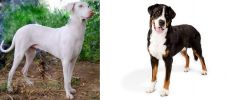 Rajapalayam vs Greater Swiss Mountain Dog - Breed Comparison