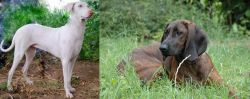 Rajapalayam vs Hanover Hound - Breed Comparison