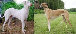 Rajapalayam vs Hortaya Borzaya - Breed Comparison